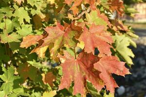 Yellow-red maple leaves in the light of the autumn sun. Beautiful autumn leaves of trees. photo