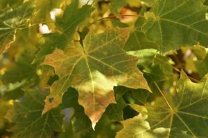 Yellow-red maple leaves in the light of the autumn sun. Beautiful autumn leaves of trees. photo