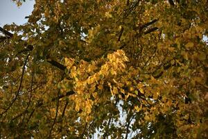 Yellow and red autumn leaves on trees on a sunny day. Beautiful leaves on autumn trees. photo