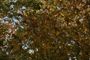 Yellow and red autumn leaves on trees on a sunny day. Beautiful leaves on autumn trees. photo