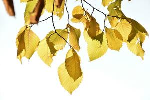 Yellow and red autumn leaves on trees on a sunny day. Beautiful leaves on autumn trees. photo