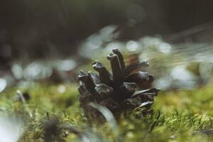Closeup shot of pine cone in moss with selective focus and blurry background photo
