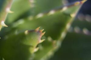 Extreme close-up shot of the spikes an thorns of an aloe perfoliata or mitre aloe, also commonly named Rubble Aloe photo