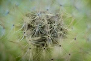 Closeup macro shot of dandelion seed head with selective focus photo