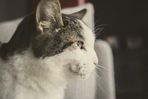 Curious house cat fixated on something that's got it's attention photo