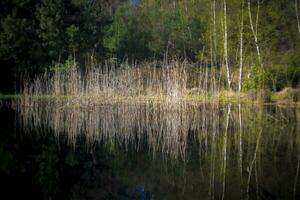 Junco campo con reflexión en un estanque en un bosque. foto