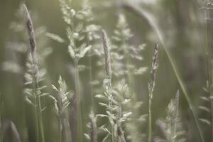 Dreamy and soft focus closeup shot of grass and seeds photo