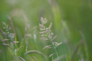 Dreamy and soft focus closeup shot of grass and seeds photo