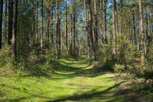 View on a forest in Terras do Mino Biosphere Reserve, Spain where galician horses live in the wild photo