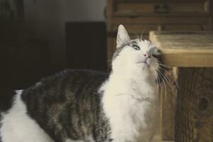 casa gato acariciando y rascarse es cabeza en un mesa esquina foto