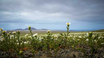 Springtime in Lanzarote, view on daisy flower field on the canary island photo