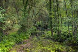 View on the river Rego de Mera on the hiking trail Ruta Dos Muinos, near Lugo in Galicia, Spain. photo