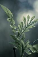 Serene and minimalistic close-up shot of a young plant growing photo