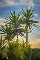 vertical Disparo de tropical palma arboles y plantas durante puesta de sol foto