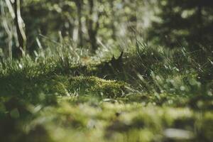 Low angle shot of moss field and grass surface in the forest. photo