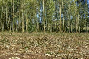 Deforestation of a wood and timber production forest in Galicia, Spain photo