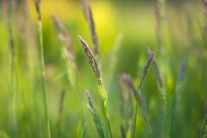 Dreamy and soft focus closeup shot of grass and seeds photo