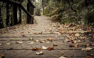 Autumn birch leafs on a wooden walkway in a forest of Galicia, Spain photo