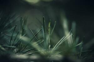 Closeup shot of pine tree needles with selective focus and blurry background. photo