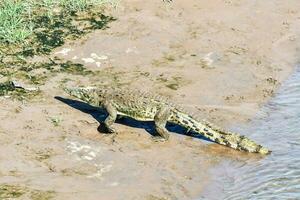 a crocodile walking across a muddy river photo