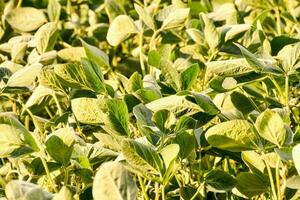 un campo de verde soja plantas con hojas foto