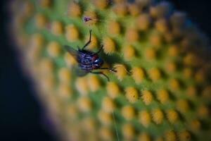 Closeup and macro shot of of a fly sitting on the aereole of the Optunia cactus with spines and glochids creating a pattern on green background photo