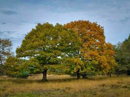 otoño colores en kampina naturaleza reserva cerca oisterwijk, Países Bajos foto