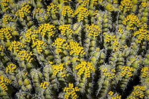 Flowering Euphorbia polyacantha is a spiny bush which grows on stony sides of mountains in hot valleys photo