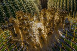 Close-up and macro shot of the Inflorescence of a Echinocactus platyacanthus or Giant Barrel cactus photo