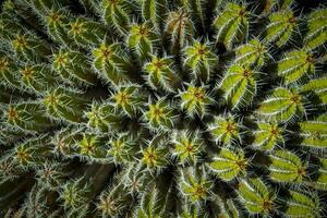 Directly above shot and view on the needles and spikes of plant Euphorbia Echinus photo