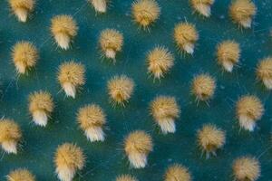 Closeup and macro shot of aereole of the Optunia cactus with aereole spines and glochids creating a pattern on green background photo