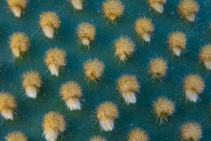 Closeup and macro shot of aereole of the Optunia cactus with aereole spines and glochids creating a pattern on green background photo