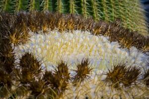Close-up and macro shot of the Inflorescence of a Echinocactus platyacanthus or Giant Barrel cactus photo