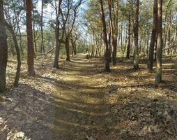 Forest in nature park Kalmthout Heath - De Zoom nature reserve photo