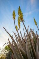 Vertical low angle field shot of yellow Aloe Vera flowers in spring photo