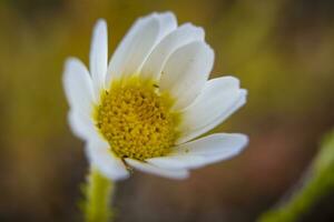 Closeup macro shot of flowering common daisy flower photo