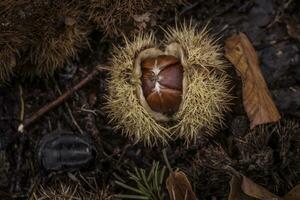 Open chestnut husk during autumn photo