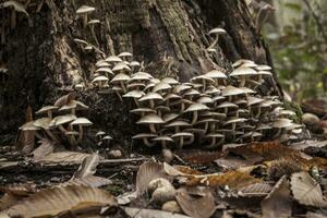 Group of sulphur tuft mushrooms growing against a tree trunk in the forest during autumn photo