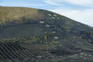 Landscape of a vineyard against a volcano on Lanzarote, Canary Islands, Spain photo