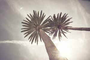 Low angle view on palm trees in a tropical travel destination photo