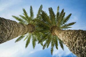 Low angle view on two palm trees shot directly into the sun. photo