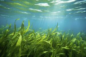 AI generated Underwater view of a group of seabed with green seagrass. AI Generated photo