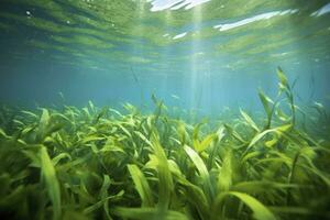 AI generated Underwater view of a group of seabed with green seagrass. AI Generated photo