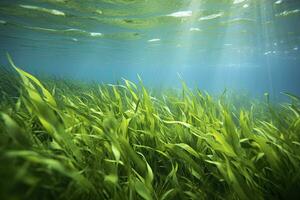 AI generated Underwater view of a group of seabed with green seagrass. AI Generated photo