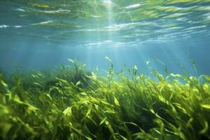 AI generated Underwater view of a group of seabed with green seagrass. AI Generated photo