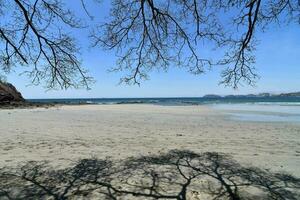 a beach with trees and sand photo