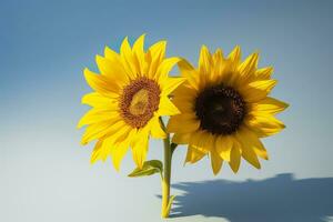 AI generated Two sunflowers in the sunny ambience. Light blue background with shadow. Generative AI photo