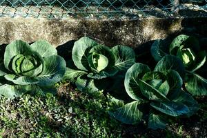 cabbage plants growing next to a fence photo