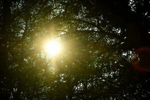 the sun shines through the trees in the forest photo