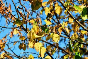 autumn leaves on a tree photo